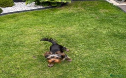 Yorkshire Terrier dogs for sale: Miniature Yorkshire terrier boy  - Image 3