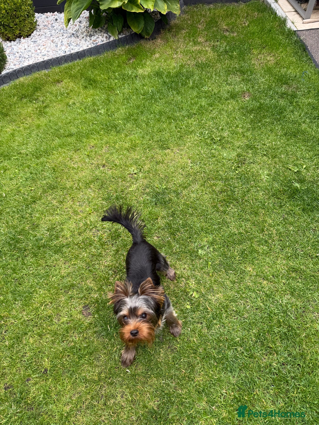 Yorkshire Terrier dogs for sale: Miniature Yorkshire terrier boy  - Image 3