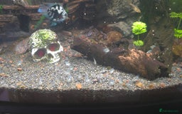 Cichlids fish for sale: Polar parrot fish  - Image 4