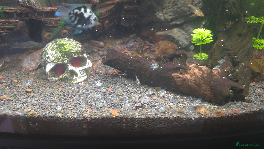Cichlids fish for sale: Polar parrot fish  - Image 4
