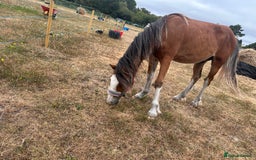Irish Cob horses for sale: Buddy - Image 3
