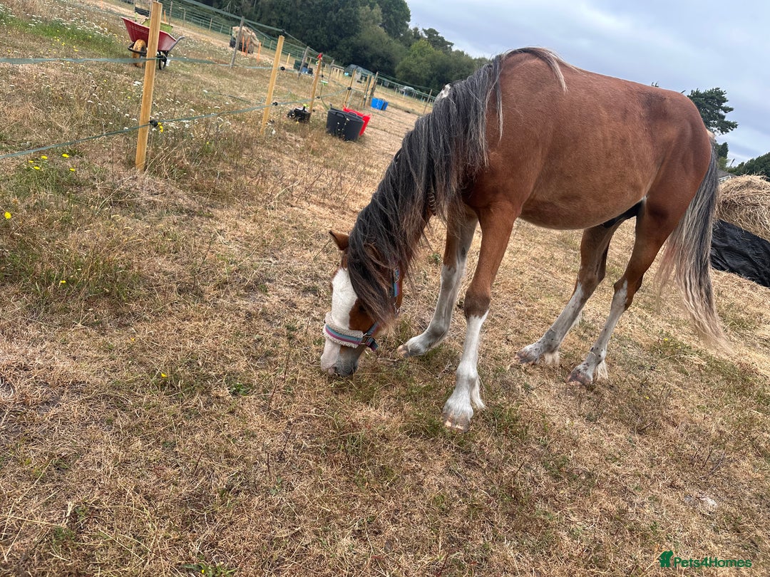 Irish Cob horses for sale: Buddy - Image 3