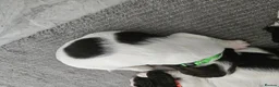 English Springer Spaniel dogs for sale: Gorgeous Family-Raised Springer Spaniel Puppies - Advert 8