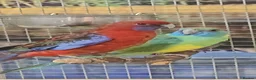 Parrots birds for sale: PARROTS/AMAZONS/PARAKEETS  - Advert 17