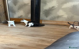 Mixed Breed cats for adoption: 3 beautiful kittens  - Image 9