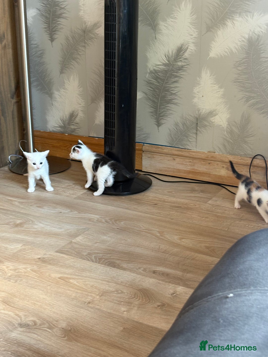 Mixed Breed cats for adoption: 3 beautiful kittens  - Image 9