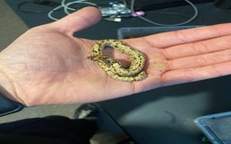 Snake reptiles for sale: Hognose Breeding Pair and Babies - Image 11