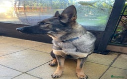 German Shepherd dogs for sale: *German Shepherd – 1 Year 6 Months Old* - Advert 9