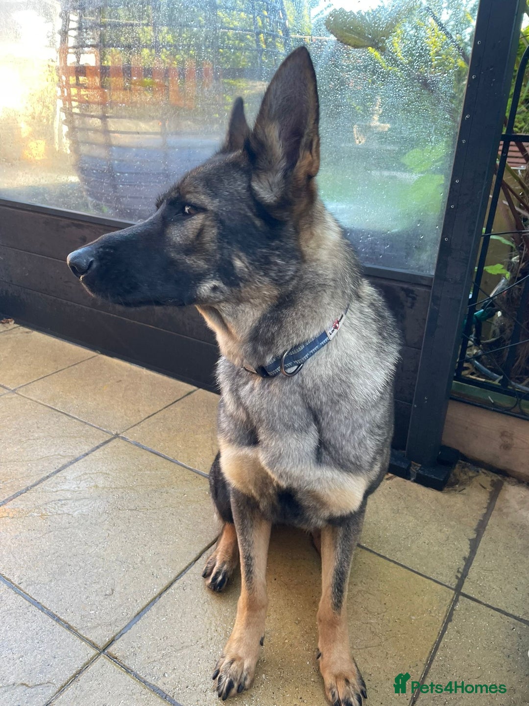 German Shepherd dogs for sale: *German Shepherd – 1 Year 6 Months Old* - Advert 9