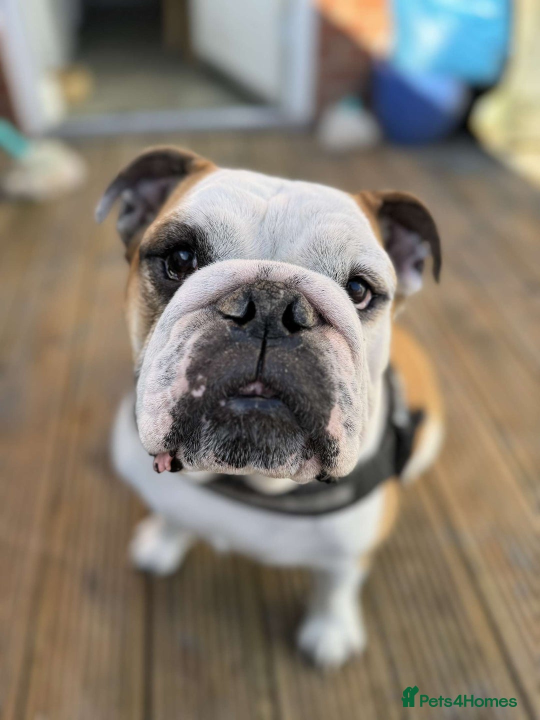English Bulldog dogs for sale: Reggie - Image 1