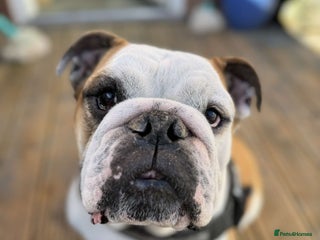English Bulldog dogs - Advert 18