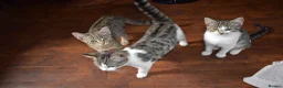 Mixed Breed cats for sale: 6 kittens desperately looking for a forever home - Advert 30