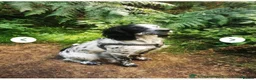 Cocker Spaniel dogs for sale: Beautiful loving boy - Advert 4