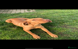 Hungarian Vizsla dogs for sale: Adult Hungarian vizslas 1 male 3 female  - Image 9