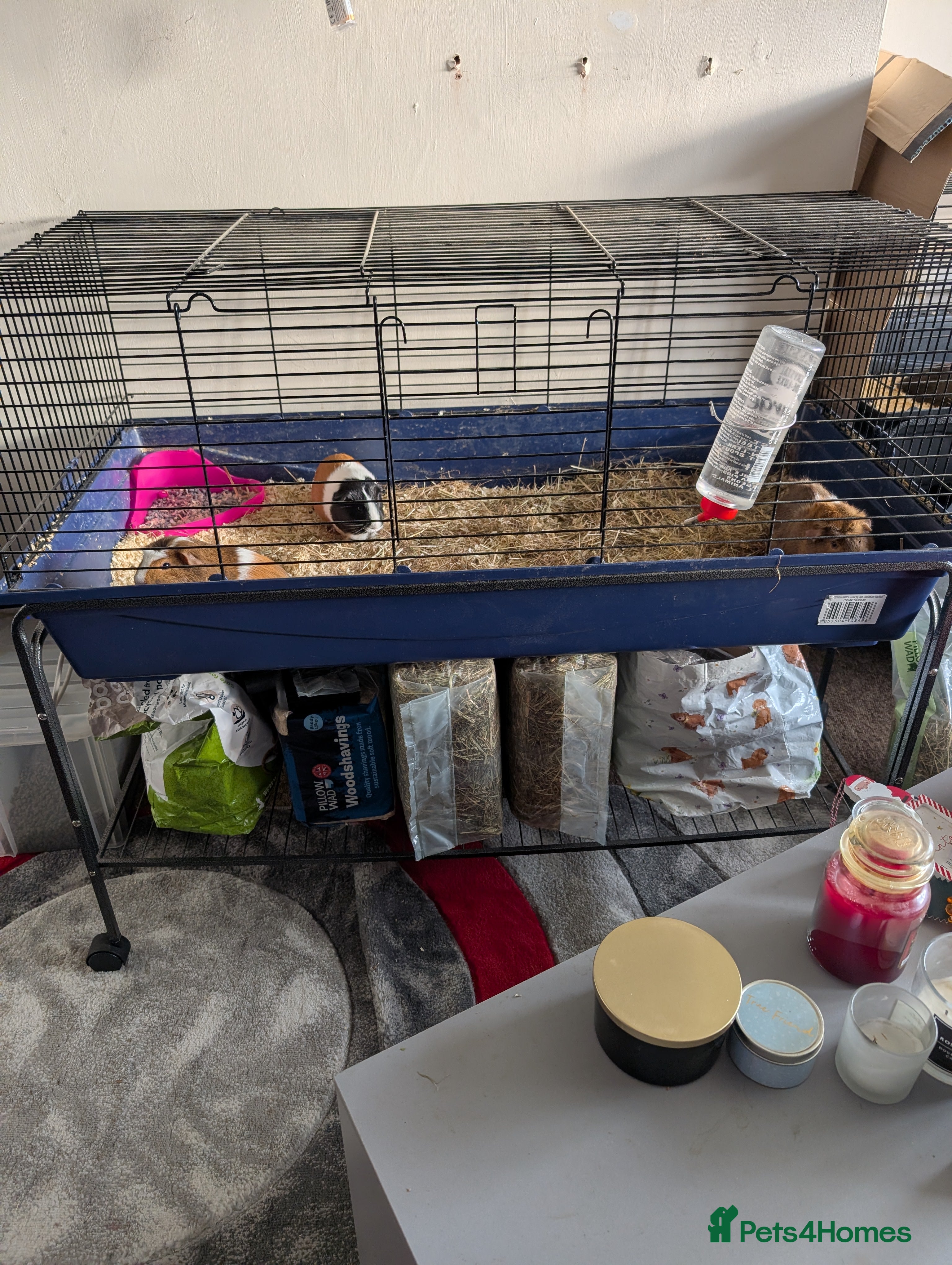 Mixed Breed rabbits 3 female guinea pigs for sale - Advert 3