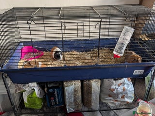 Mixed Breed rabbits 3 female guinea pigs for sale - Advert 3