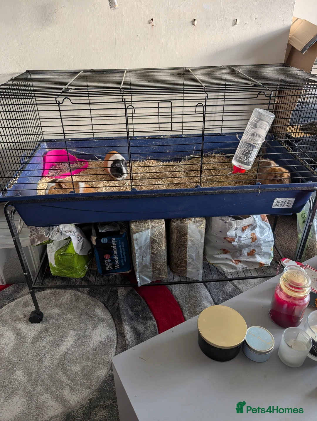 Mixed Breed rabbits for sale: 3 female guinea pigs for sale - Advert 1