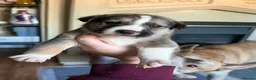 Mixed Breed dogs for sale: Puppies mixed bread  in Stoke-on-Trent - Advert 15