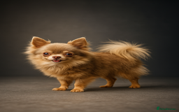 Chihuahua dogs for sale: Rare long haired Chocolate & tan with green eyes  - Image 17