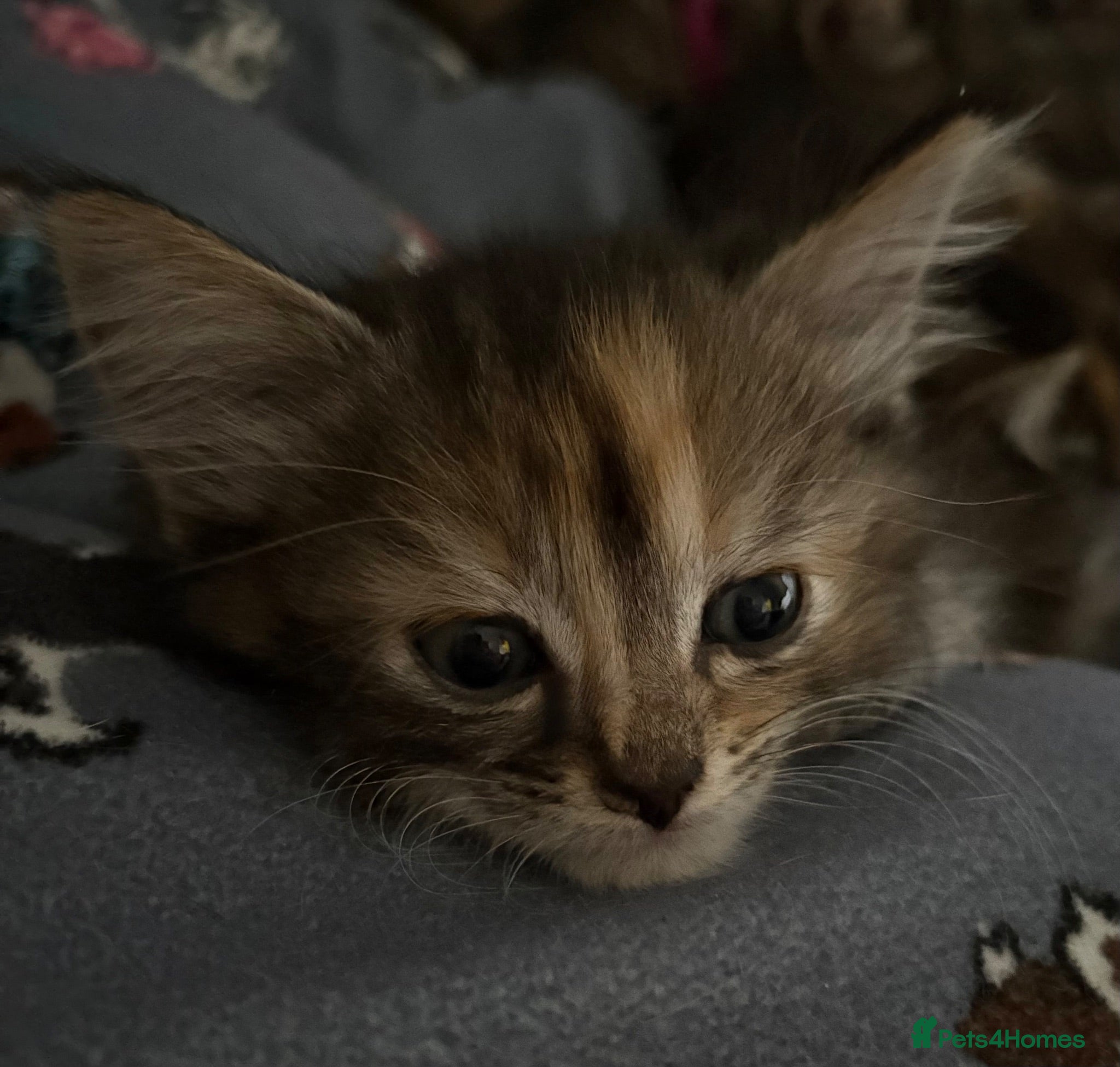 Mixed Breed cats Last Affectionate & Beautiful Ragdoll X Kittens - Advert 2