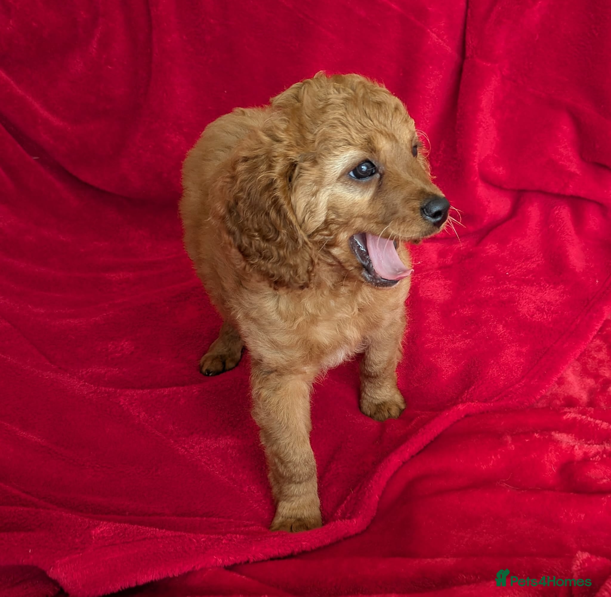 Cavapoo dogs ONLY ONE BOY PUPPY LEFT, price open to negotiation - Advert 1