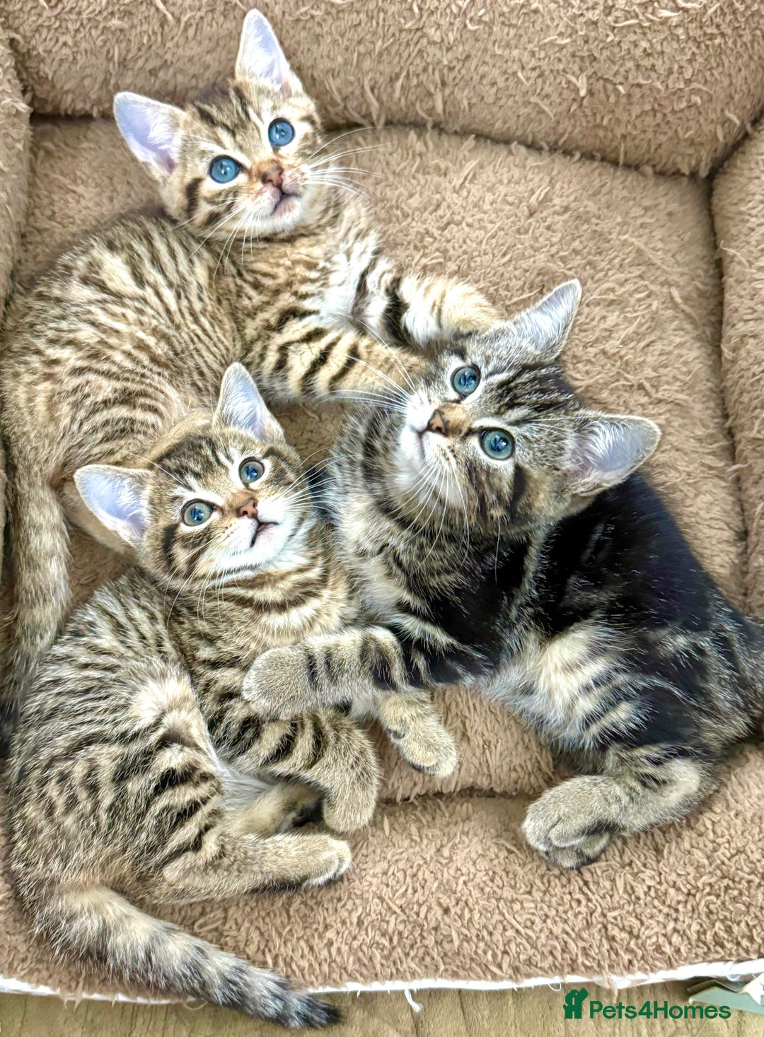 Mixed Breed cats for sale: GORGEOUS KITTENS  - Advert 13