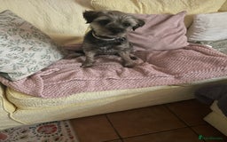 Border Terrier dogs for sale: 5yr old female border terrier  - Image 8