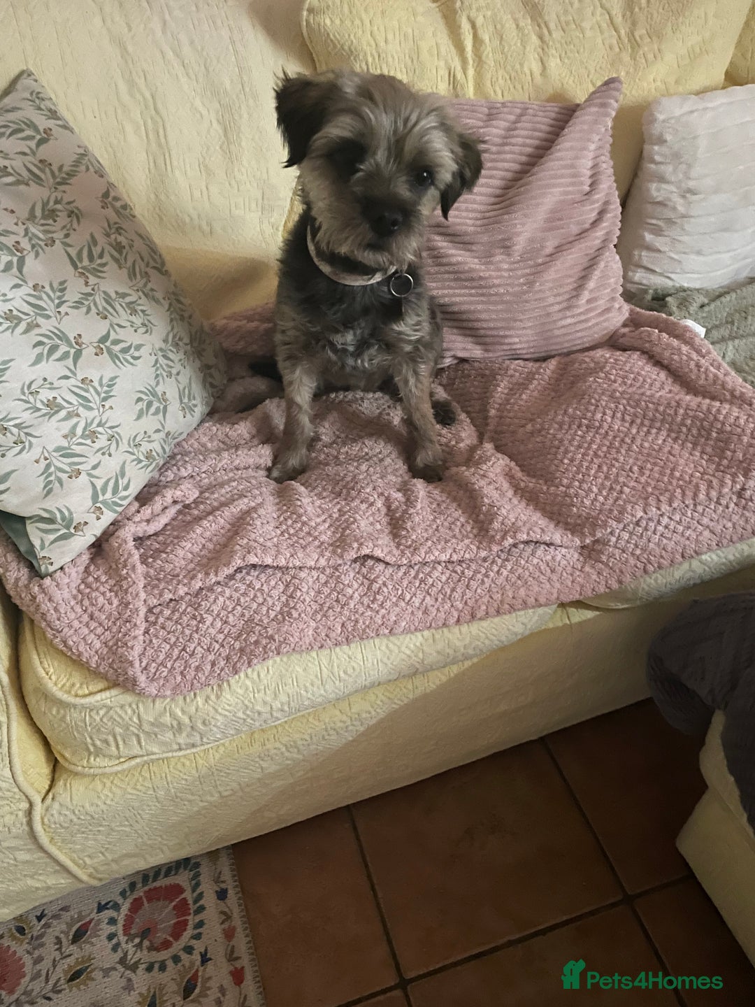 Border Terrier dogs for sale: 5yr old female border terrier  - Image 8