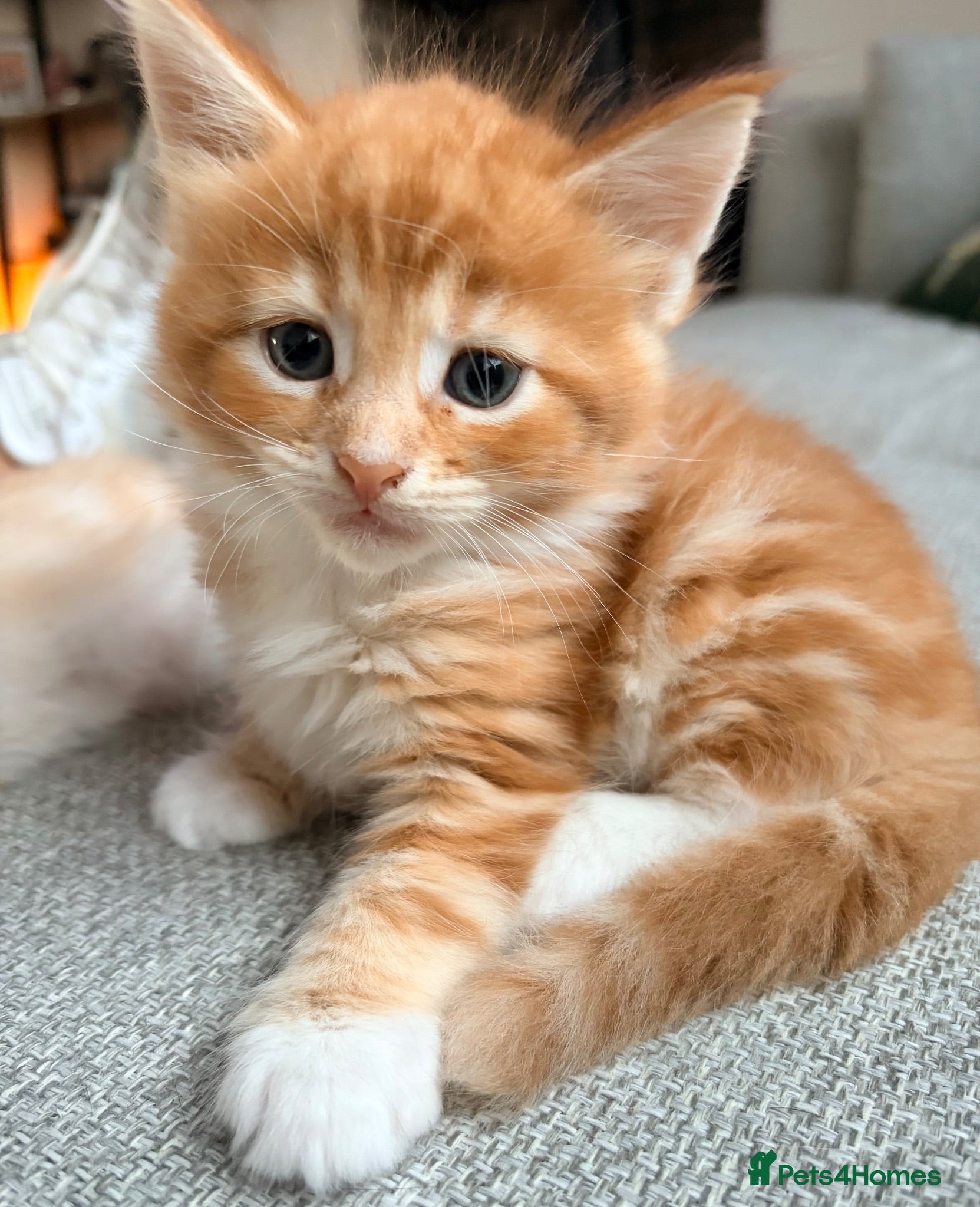 Maine Coon cats Maine coon kittens ready to reserve  - Advert 1
