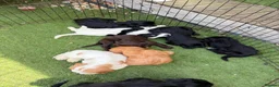 Cockapoo dogs for sale: 12 stunning cockapoo puppies ready now - Advert 21