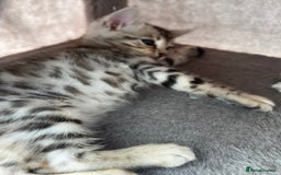 Bengal cats for sale: 3 Pedigree Bengal kittens, Male, for sale - Image 11