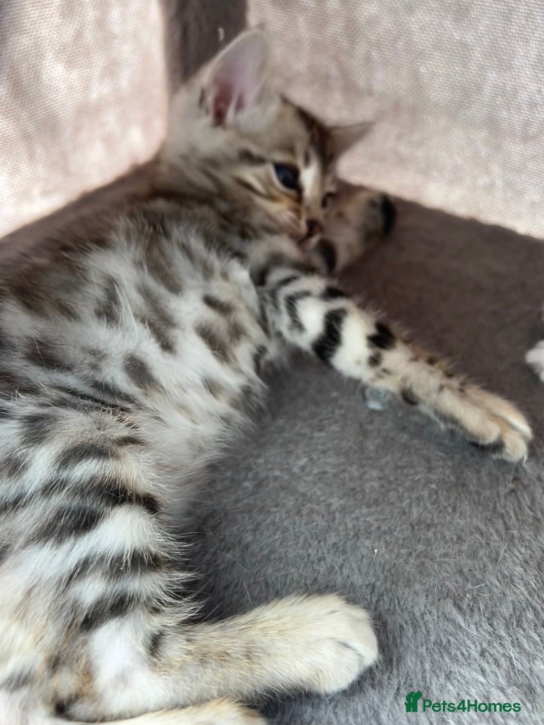 Bengal cats for sale: 3 Pedigree Bengal kittens, Male, for sale - Image 11