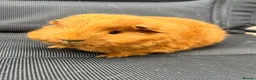 Guinea Pig rodents for sale: Swiss Guniea pig  - Advert 2