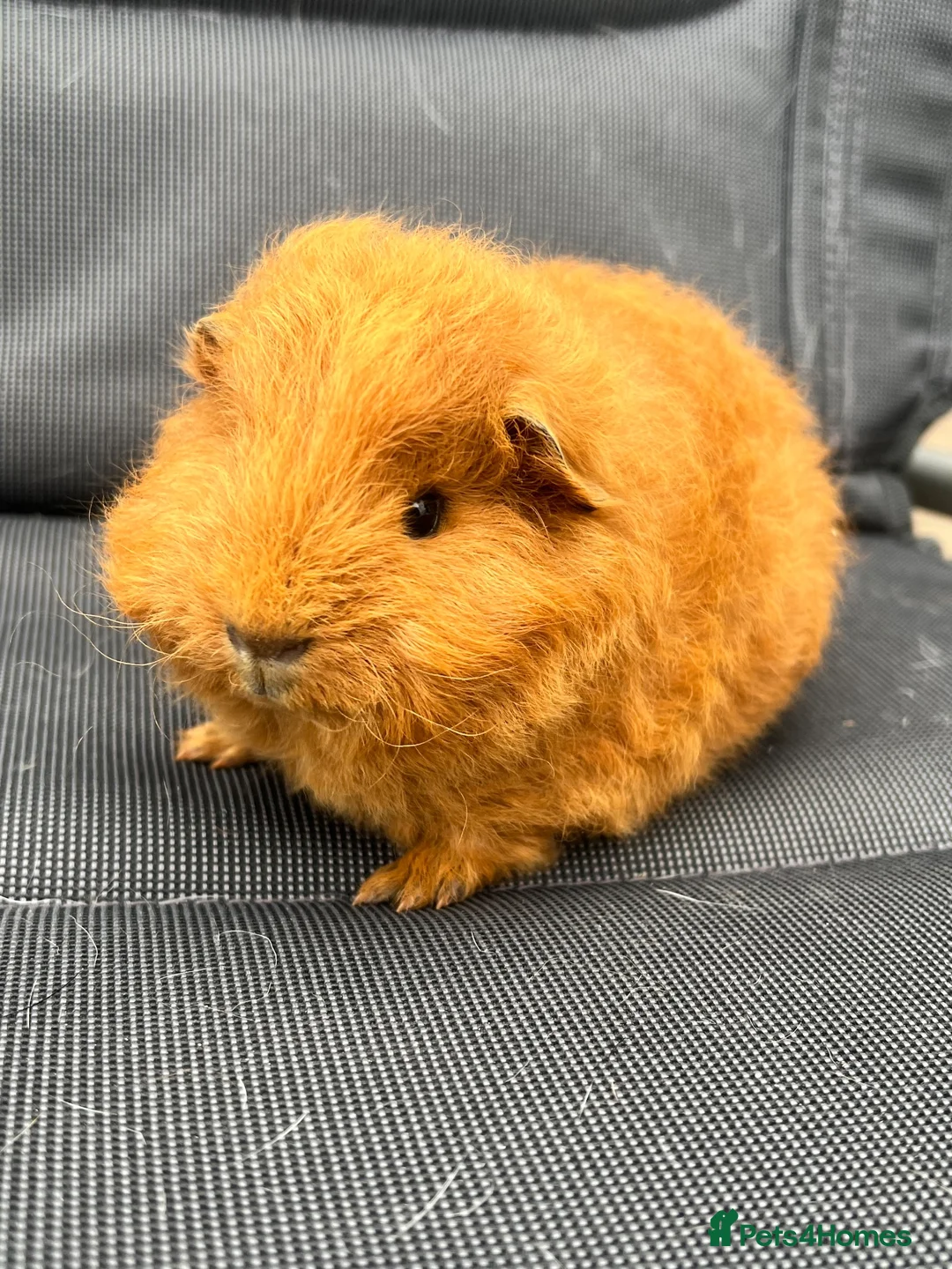 Guinea Pig rodents for sale: Swiss Guniea pig  - Advert 2