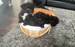 Jackapoo dogs for sale: 2 Toy poodle 3/4 Boys - Image 3