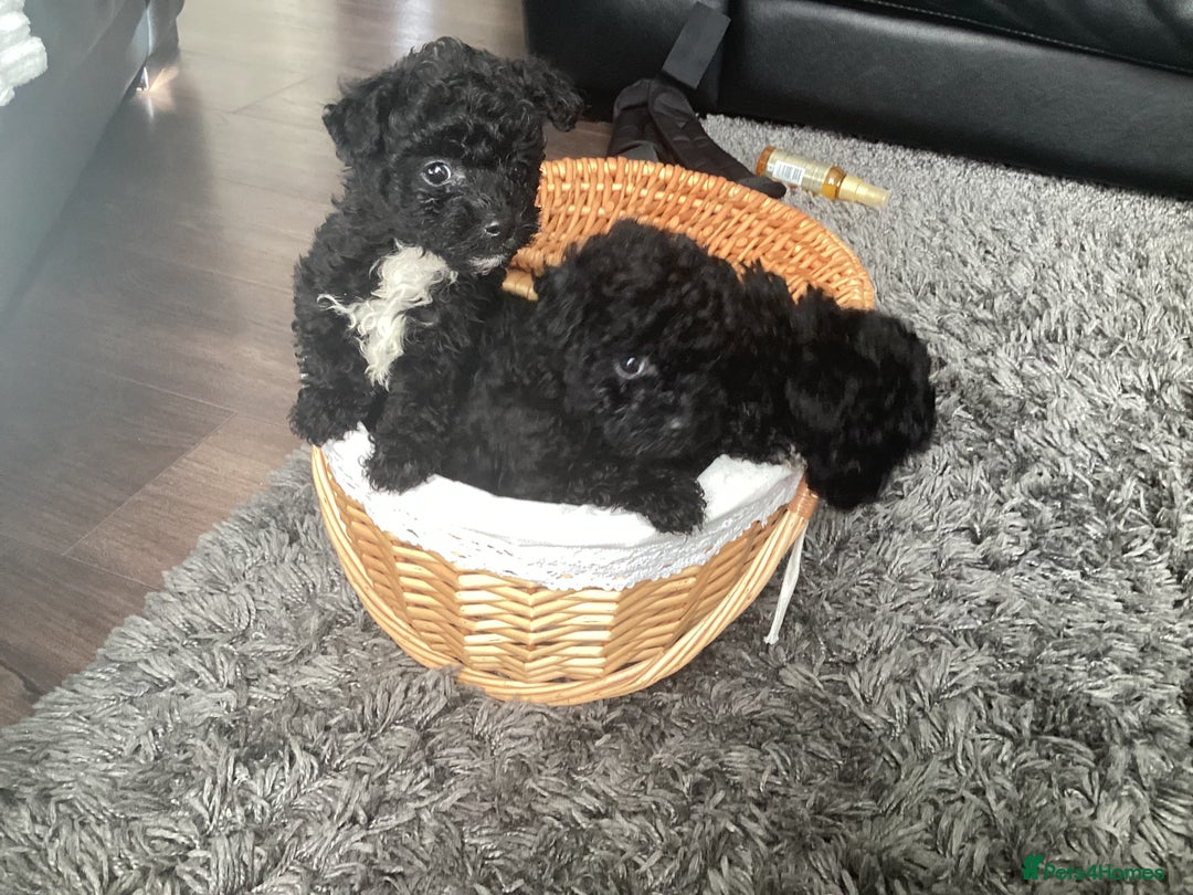 Jackapoo dogs for sale: 2 Toy poodle 3/4 Boys - Image 3