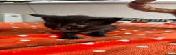 American Shorthair cats for sale: 6 GORGEOUS KITTENS + 1 IMPOSSIBLE KITTEN - Advert 7