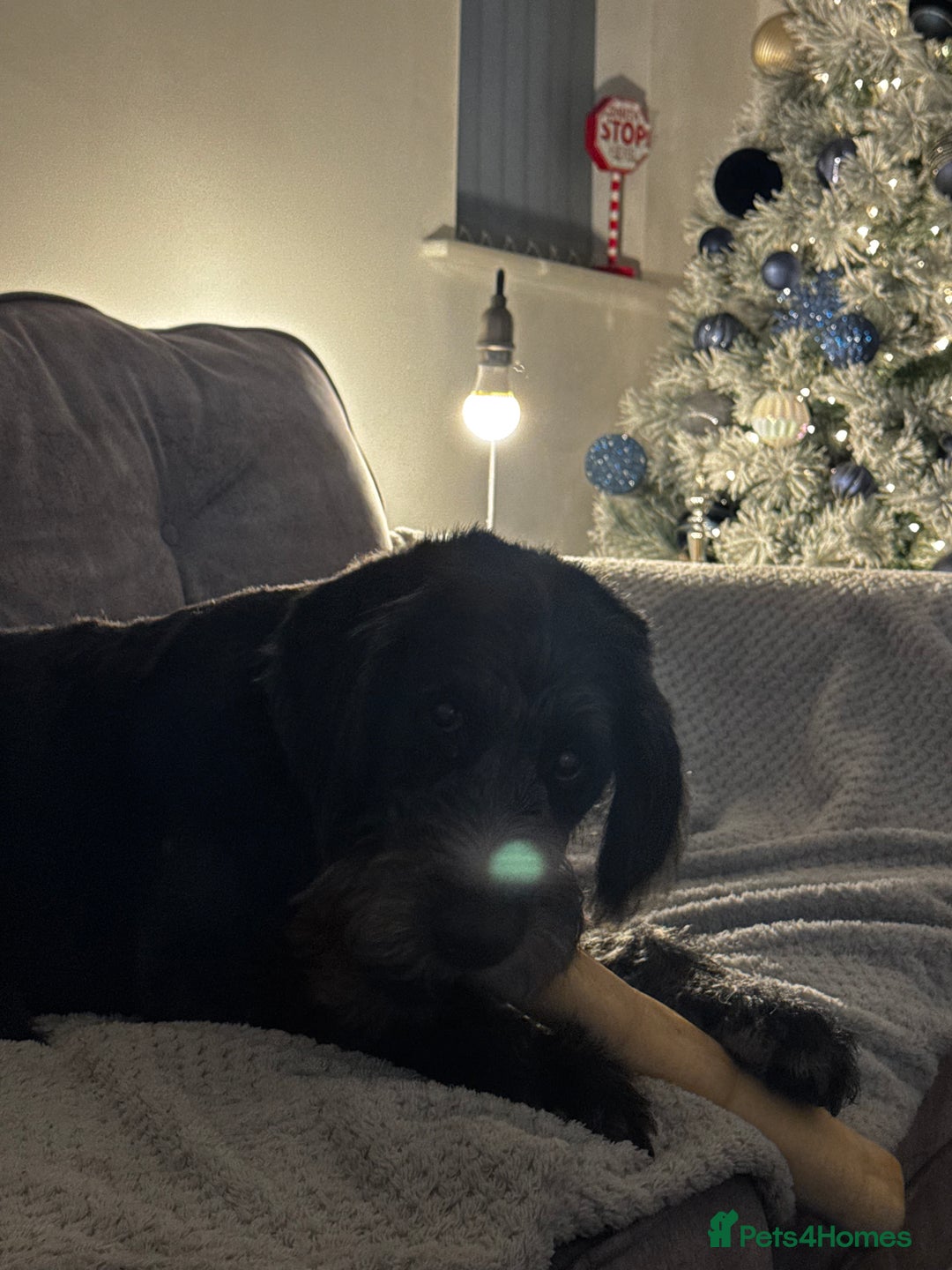 Labradoodle dogs for sale: Labradoodle  - Advert 3