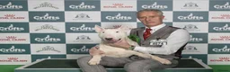 Bull Terrier dogs for sale:  🇬🇧 BULLYVIEW BULL TERRIERS🇬🇧 in Wickford - Advert 5