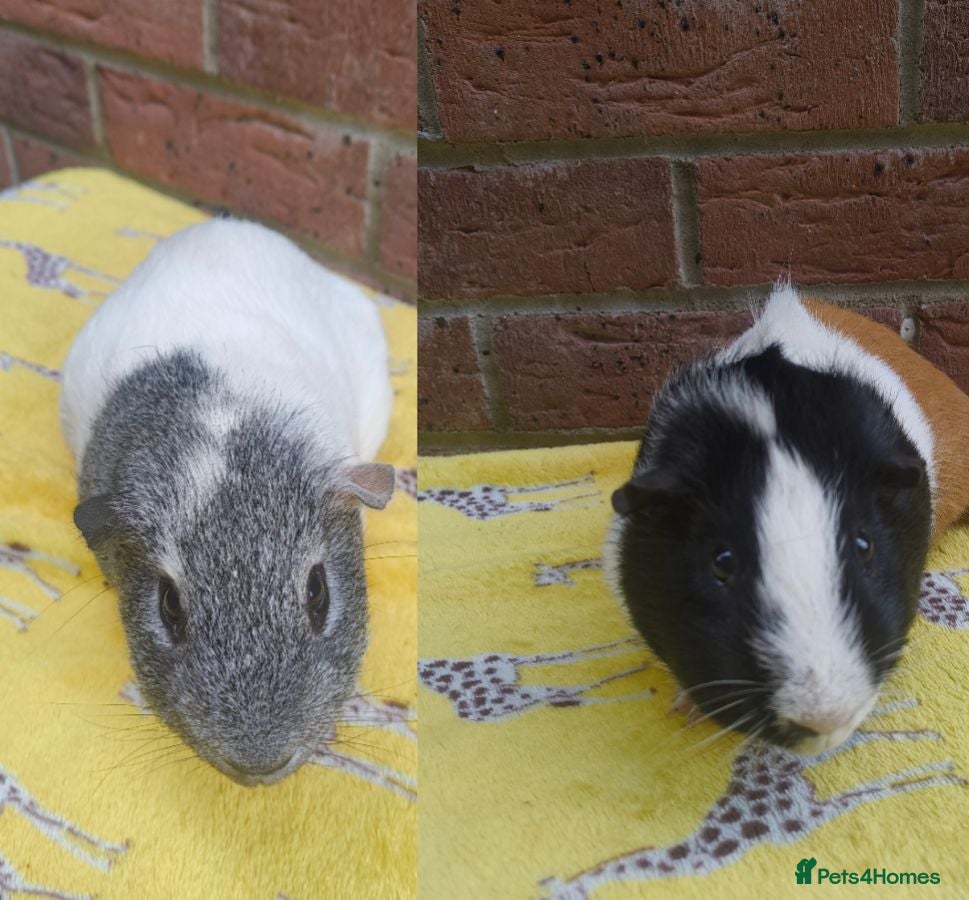 Guinea Pig rodents Guinea pigs for rehoming  - Advert 13