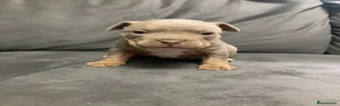 American Bully 3