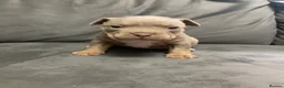 American Bully dogs for sale: Pocket bullys x micro  in Clydebank - Advert 4