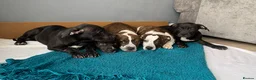 Shorty Bull dogs for sale: JAW-DROPPING POCKET BULLIES – IMPRESSIVE GENETICS  - Advert 17