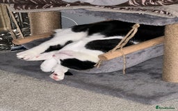 Domestic Shorthair cats for sale: 2 year old male cat - Image 13