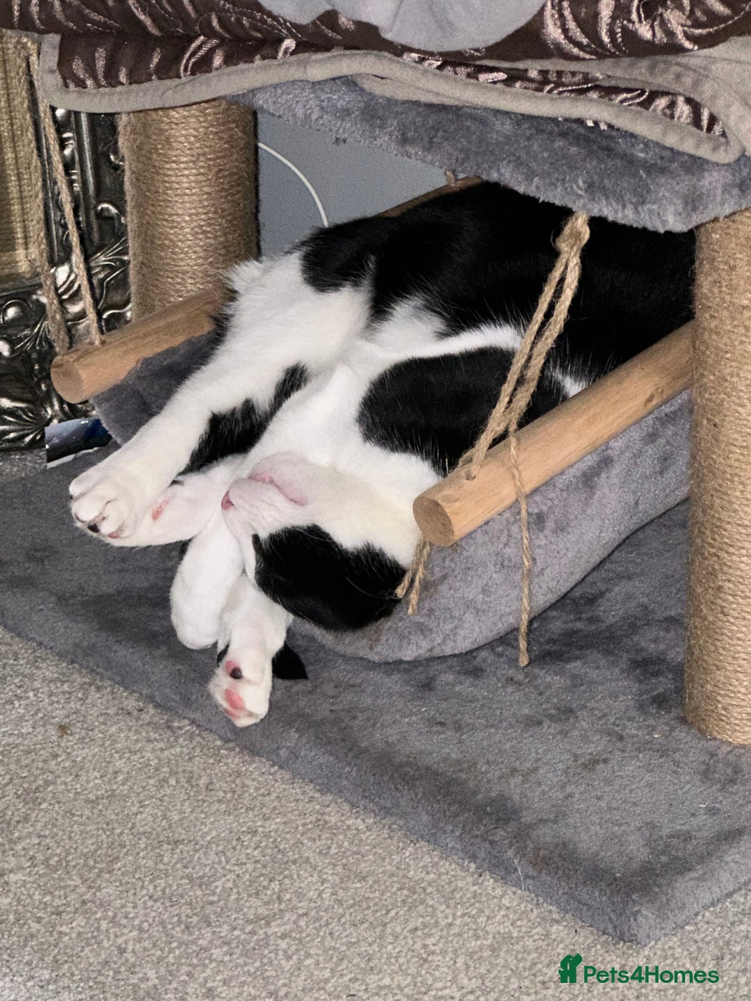 Domestic Shorthair cats for sale: 2 year old male cat - Image 13