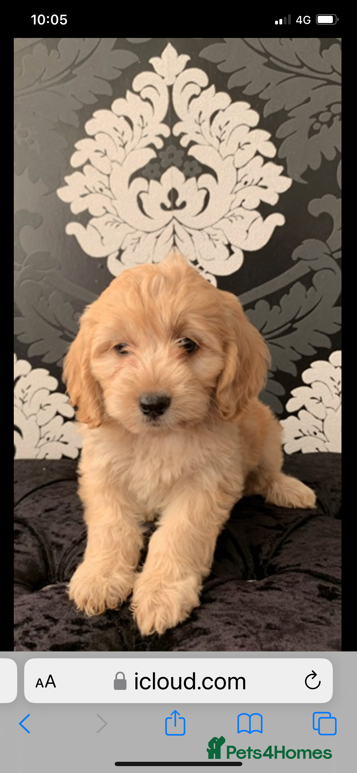 Cockapoo dogs Stunning f1 cockapoo puppies ready now  - Advert 1