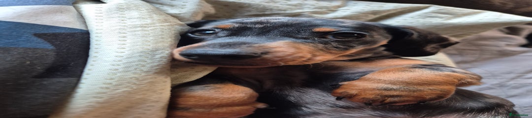 Miniature Dachshund Puppy 1