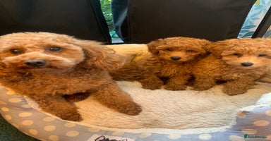Toy Poodle dogs - Advert 11