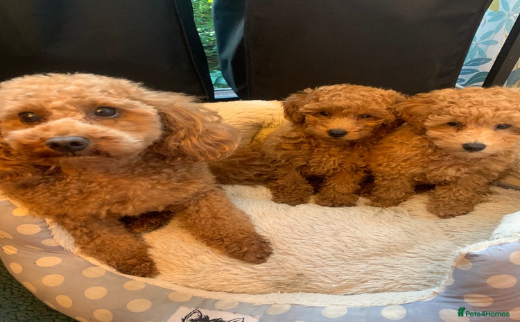 Toy Poodle dogs - Advert 2