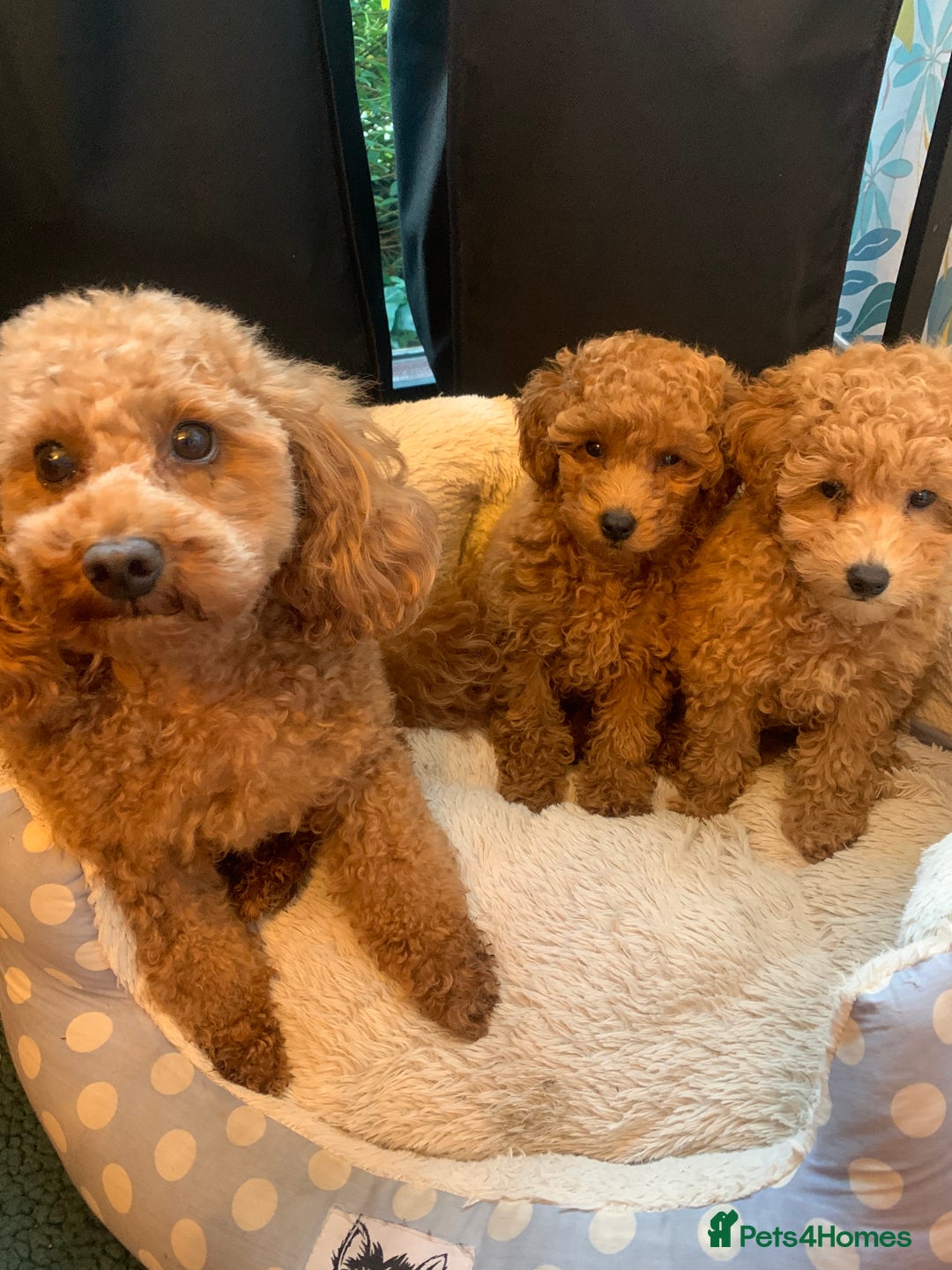 Toy Poodle dogs for sale: Tiny Red Toy Poodles Available now - Image 2
